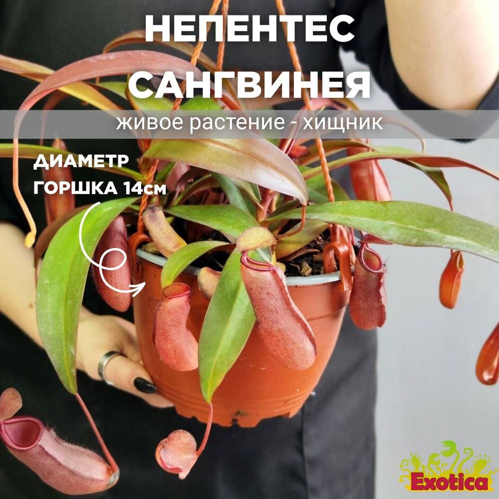 Непентес Сангвинея (Nepenthes Sanguinea) D14см, насекомоядное растение  #1