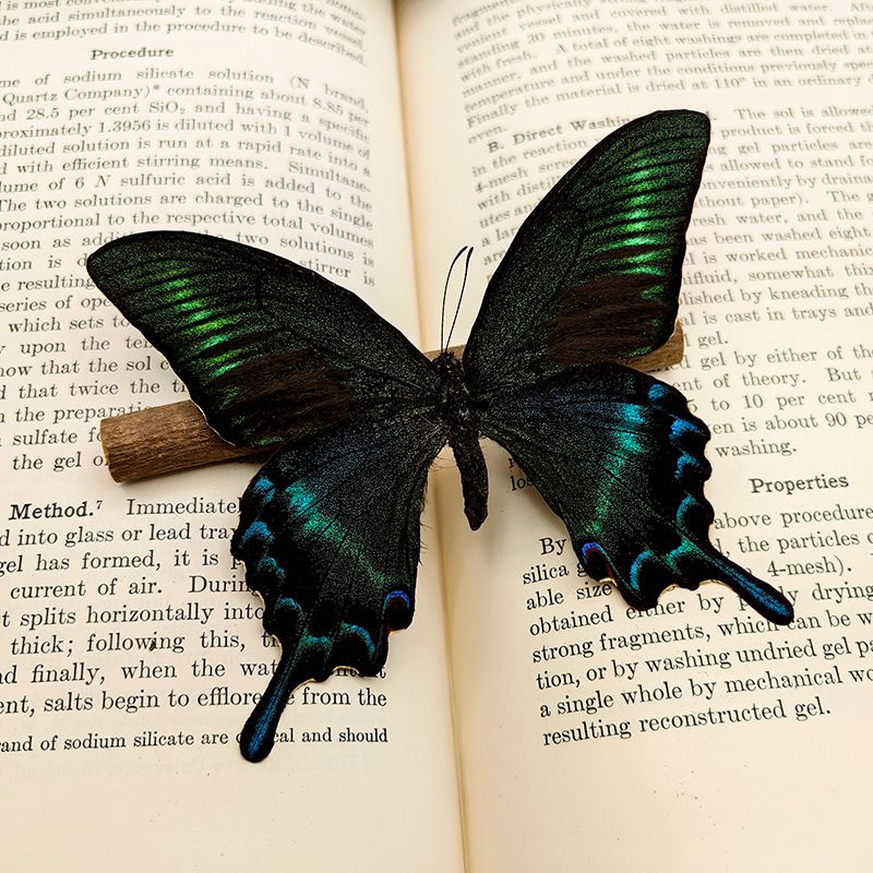 Настоящий образец бабочки в прозрачном боксе - купить с доставкой по ...