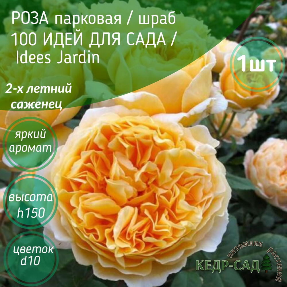 Роза парковая/шраб 100 ИДЕЙ ДЛЯ САДА, 100 Idees Jardin / саженцы роз