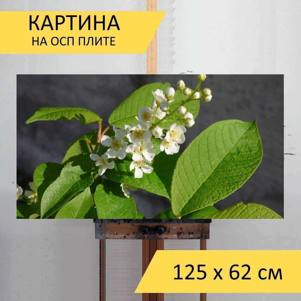 Катаракта у кошек