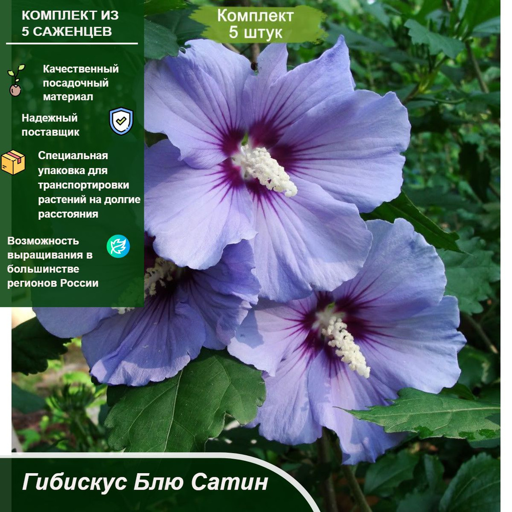 Комплект 5шт / Гибискус Блю Сатин купить на OZON по низкой цене ...