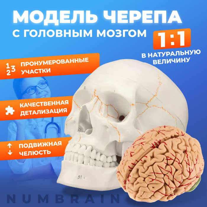 Череп человека анатомический, учебный, разборный Numbrain / Макет ...