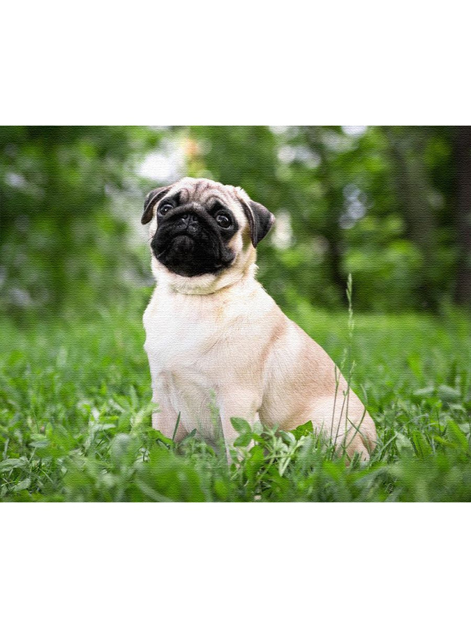 Pug in the Grass