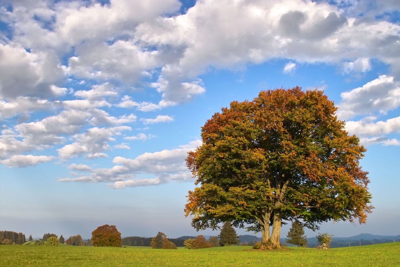 Бук картинки. Дерево European Beech. Бук Северной Америки. Бук Лесной дерево.