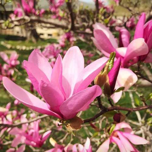 МагнолияБеттисаженец