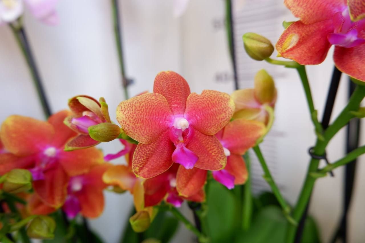 Seksual yigit qizga jinsiy zoravonlik qiladi