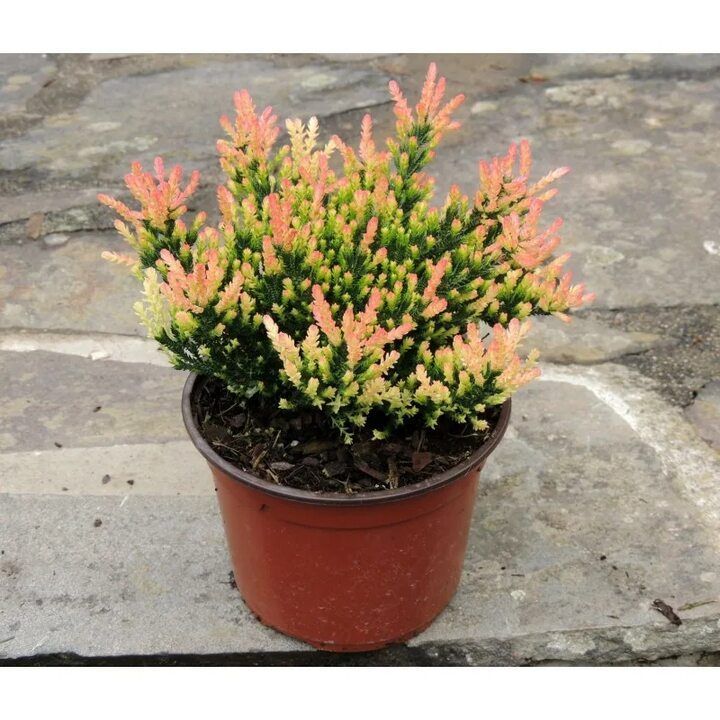 Spring Tach Вереск обыкновенный Спринг Тач. Р10 купить на OZON по низкой цене ...