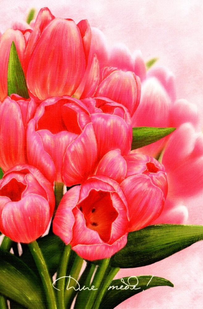 розовые тюльпаны открытка