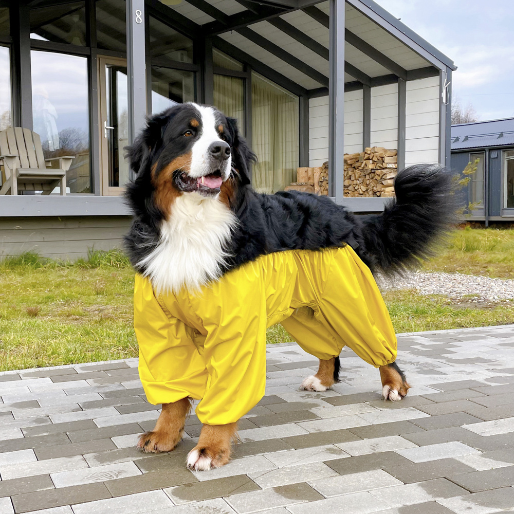 ЧИСТОПУЗ / комбинезон (брюки) для крупных собак, желтый, для мальчика,размер 80 - купить с доставкой по выгодным ценам в интернет-магазине OZON(532109161)