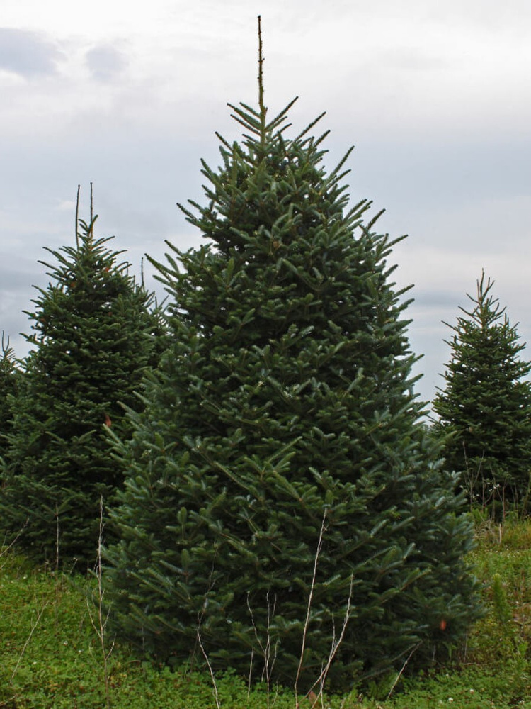 Семена Ель сибирская (Picea obovata), 150 штук #1