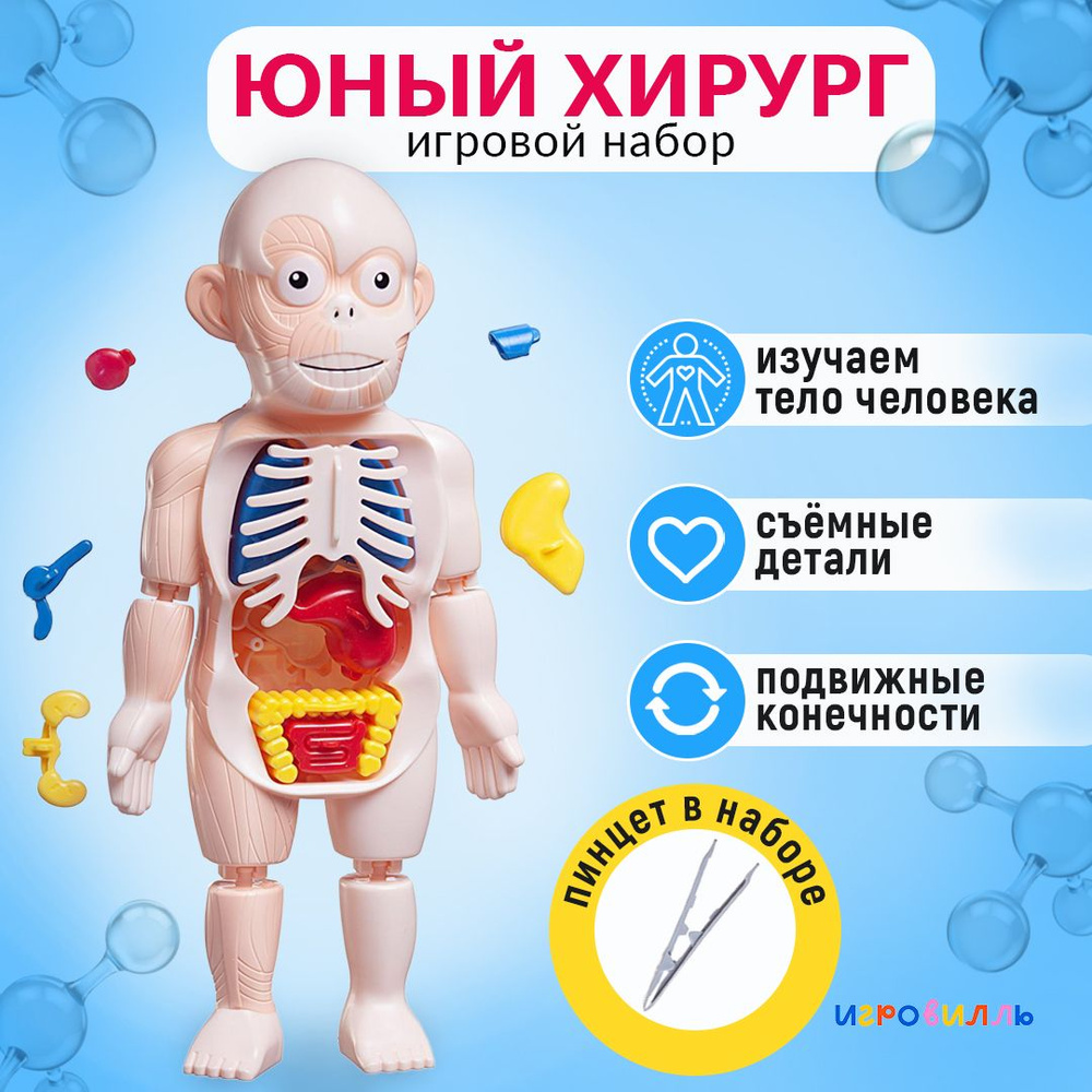 Анатомическая кукла Human Body Model. Анатомический набор человеческого тела.  - купить с доставкой по выгодным ценам в интернет-магазине OZON (797154883)