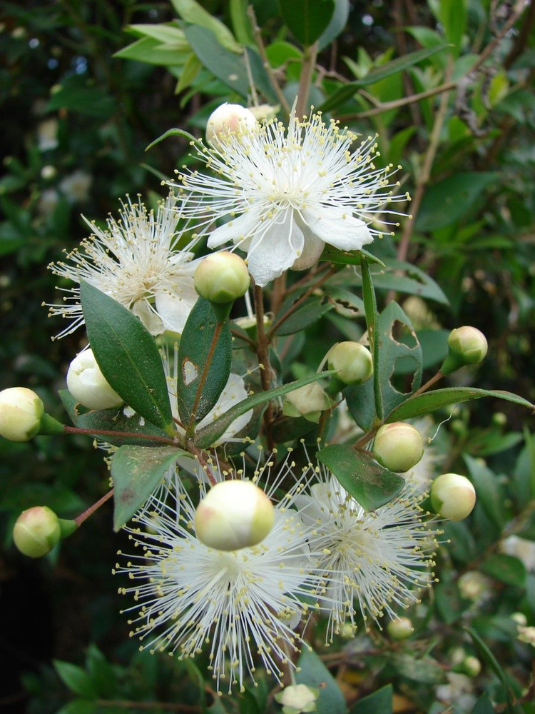 Семена Мирт обыкновенный (Myrtus communis), 10 штук #1