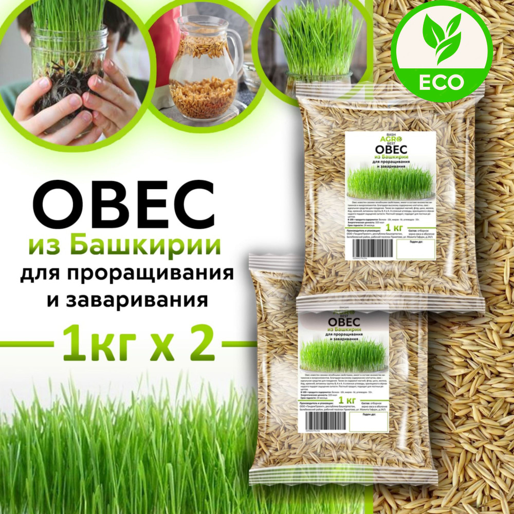 Овес для заваривания, отваров и настоя , для проращивания. Микрозелень ...