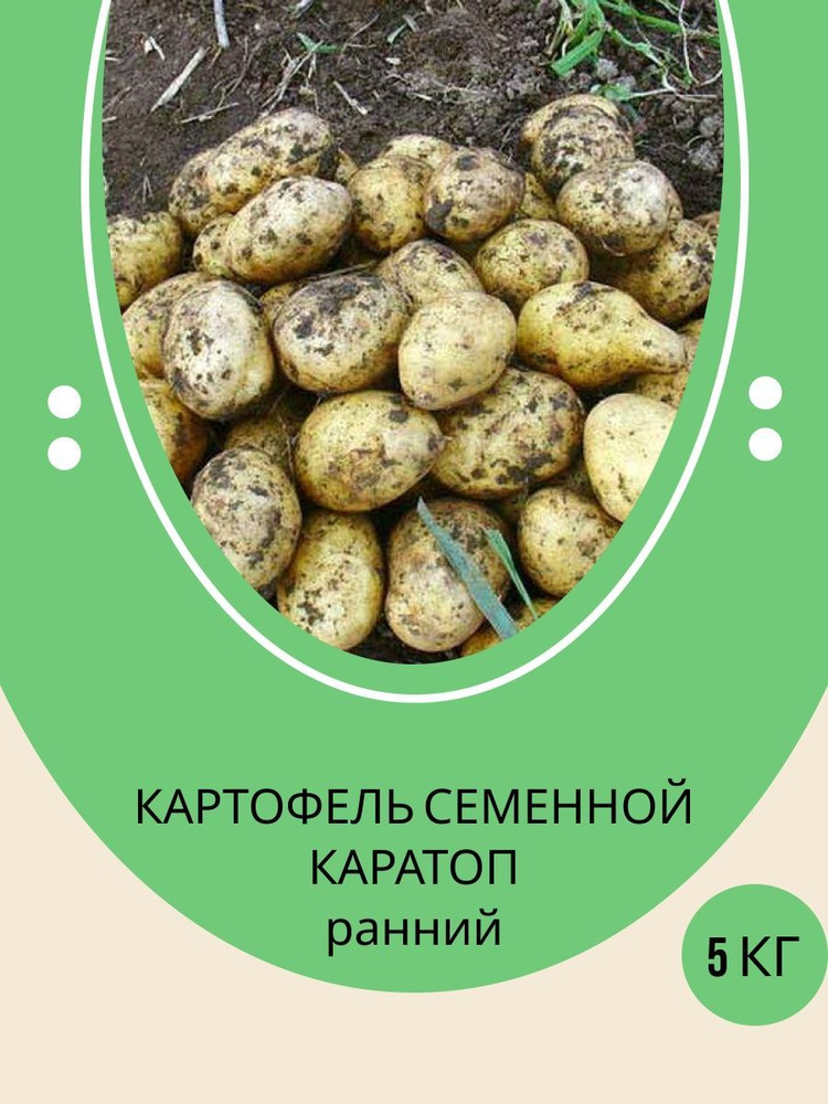 Картофель сынок. Сорт картофеля каратоп. Картофель каратоп описание сорта фото отзывы. Картофель сорт монастырский. Сорт картофеля каратоп.