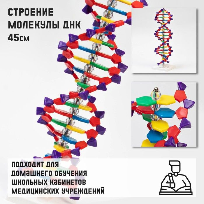 Макет "Строение молекулы ДНК", 45см - купить с доставкой по выгодным ...