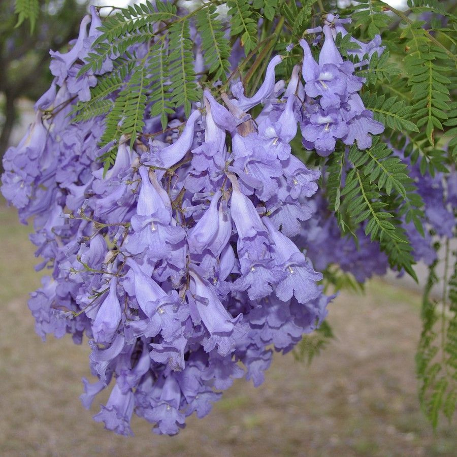 Семена Жакаранда мимозолистная (Jacaranda mimosifolia), 15 штук