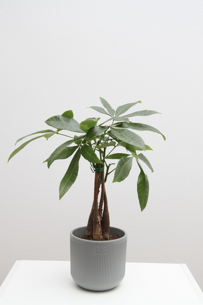 Пахира акватика Дерево Счастья в пластиковом кашпо с дренажной системой ...