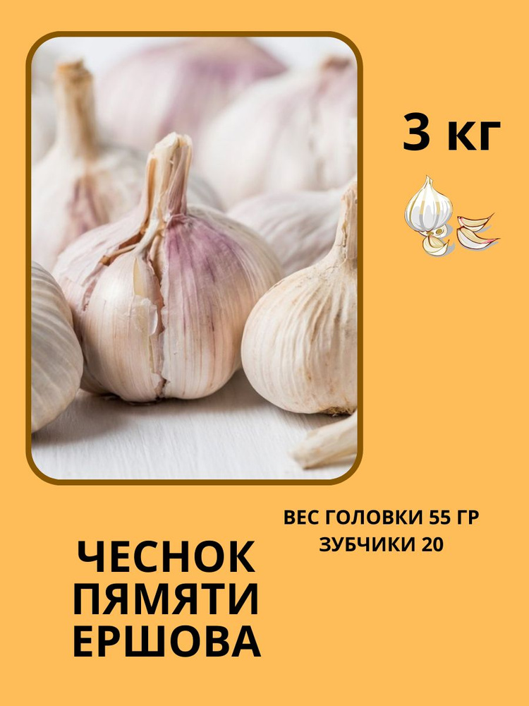 Луковицы Чеснок купить по выгодной цене в интернет-магазине OZON ...