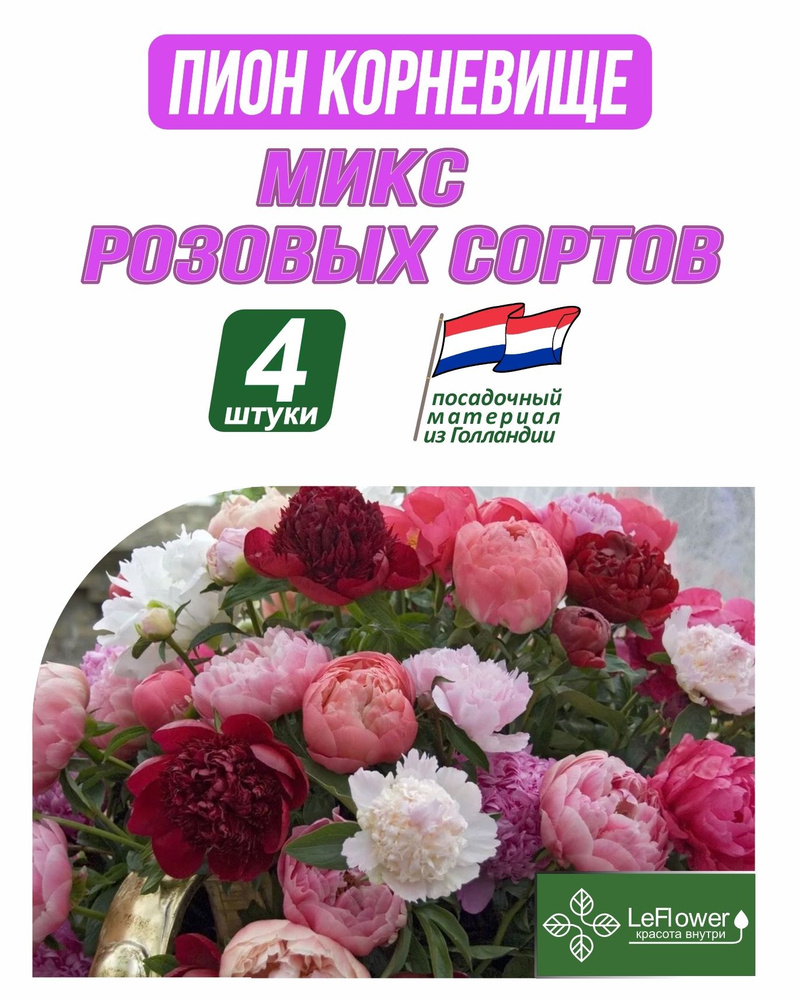 Пион Корневище, Микс розовых сортов, 4шт #1