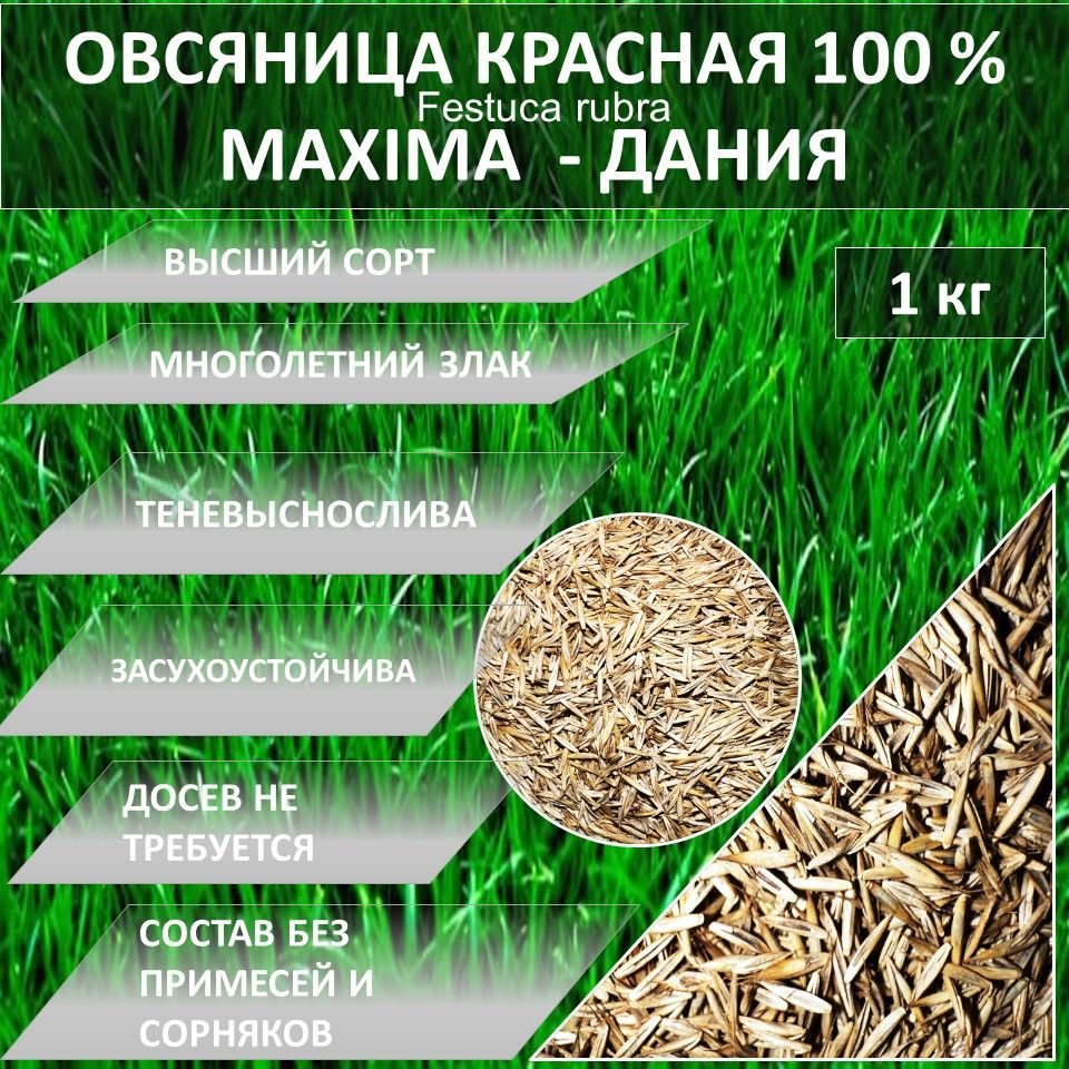 Овсяница, Овсянница Гагарин Агро Газон 100 % Овсяница красная MAXIMA  МАКСИМА 1. 1 кг газонная трава_1 - купить по выгодным ценам в  интернет-магазине OZON (904922461)