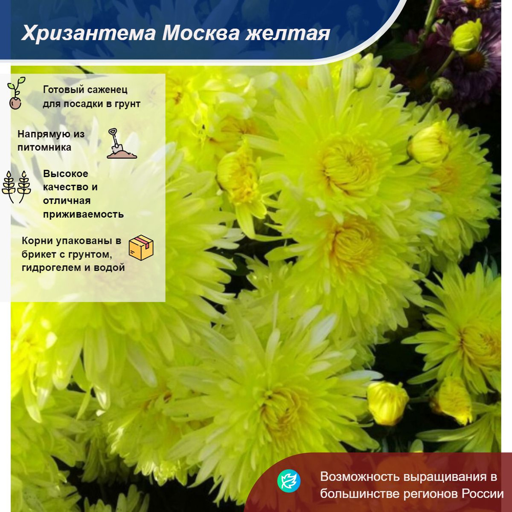 Саженец - купить с доставкой по выгодным ценам в интернет-магазине OZON ...