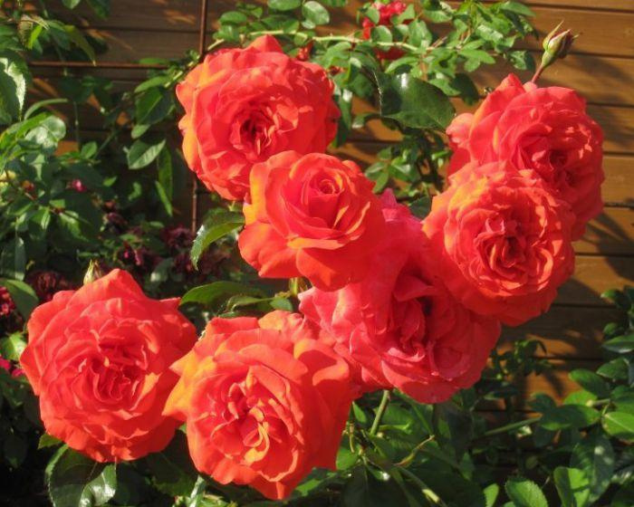 Каталоги роз на осень 2024 года. Сорт плетистой розы Салита.