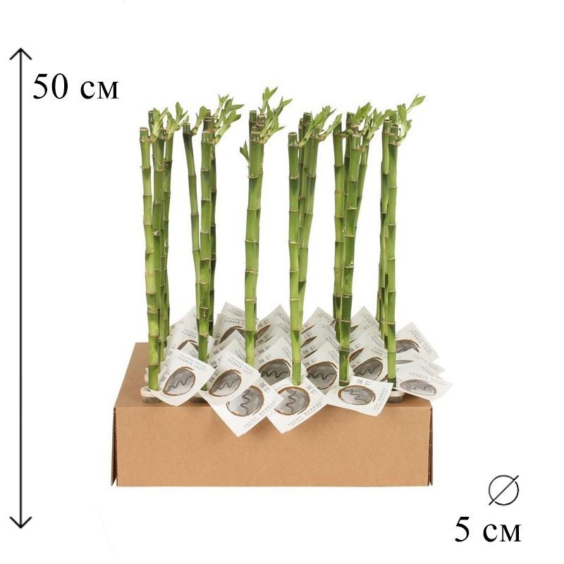 Ветки Бамбука Живого Купить В Тюмени