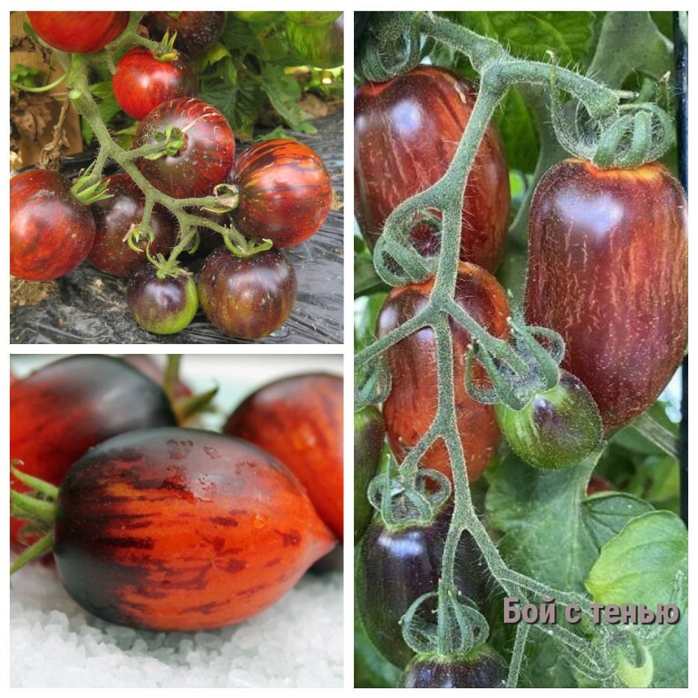 Томаты гном томатный - купить по выгодным ценам в интернет-магазине OZON(1094199017)