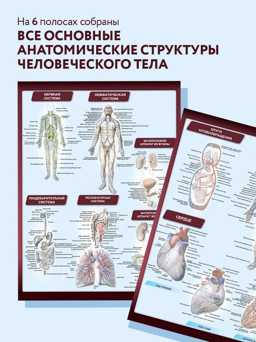 Анатомия. Самая компактная анатомическая таблица | Anatomy: The Most Compact Anatomical Chart - Ozon image 1