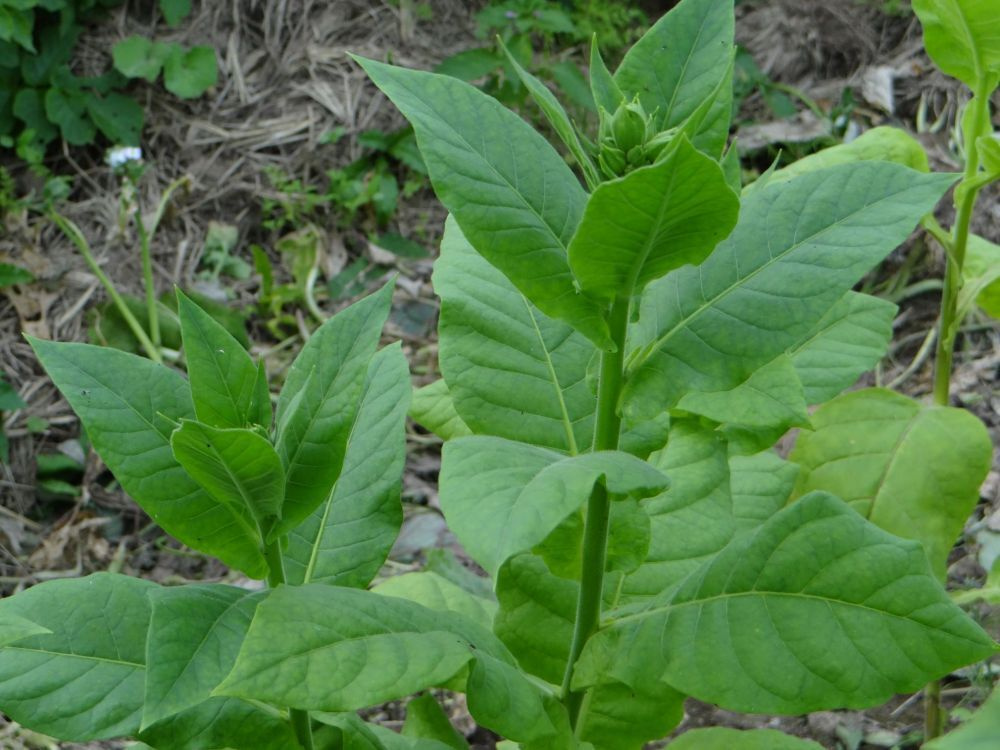 Растение Nicotiana tabacum