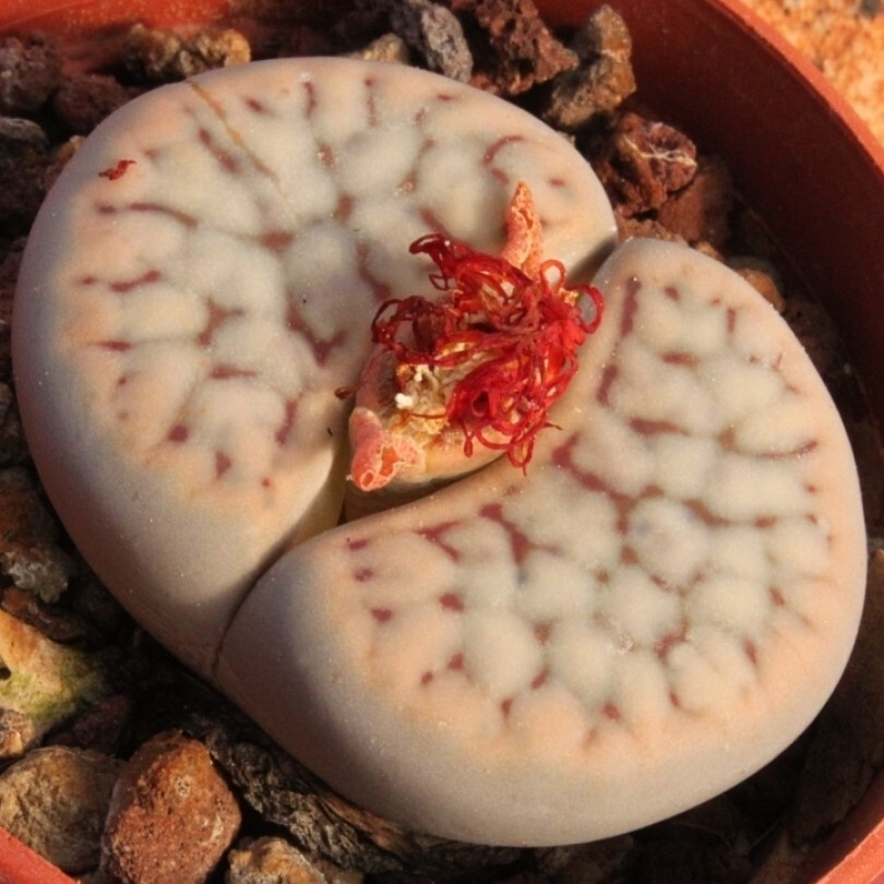 Суккулент Литопс Lithops schwantesii C-191 семена (10 ШТ) #1