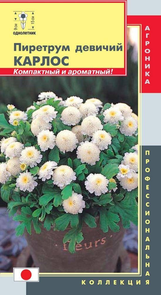 Пиретрум девичий Карлос ПЛ #1