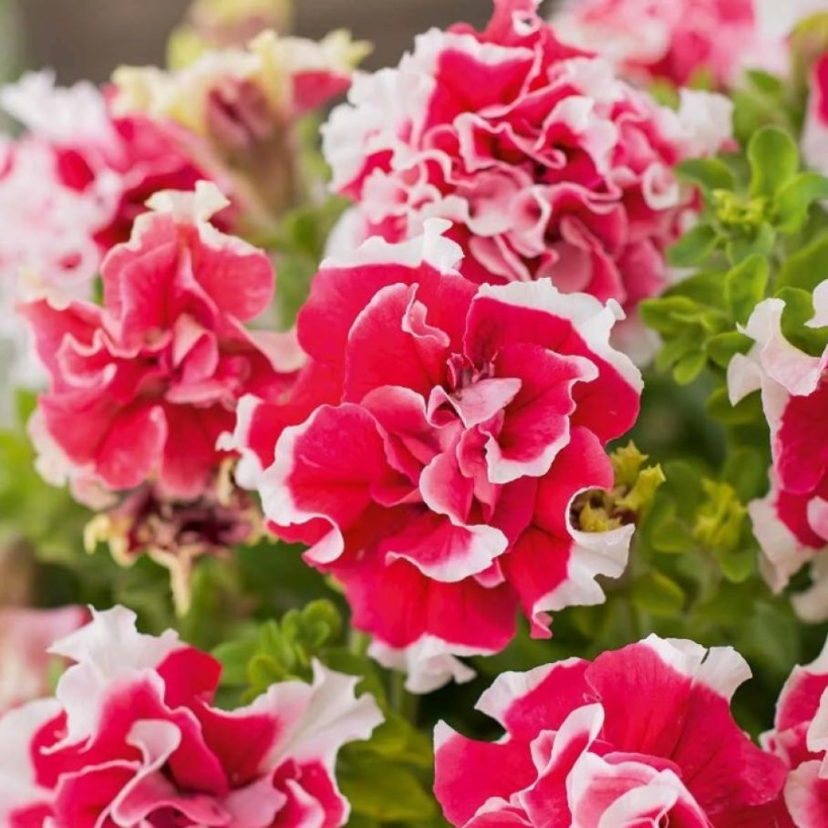 Петуния вегетативная Тумбелина Черри Риппл - купить с доставкой по ...