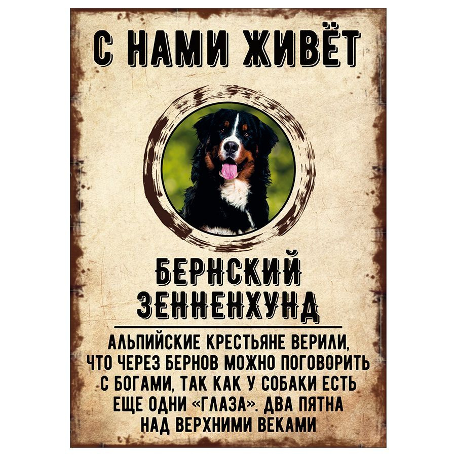 Табличка, декоративная, DANGER DOG, С нами живет Бернский зенненхунд, 18см  х 25см