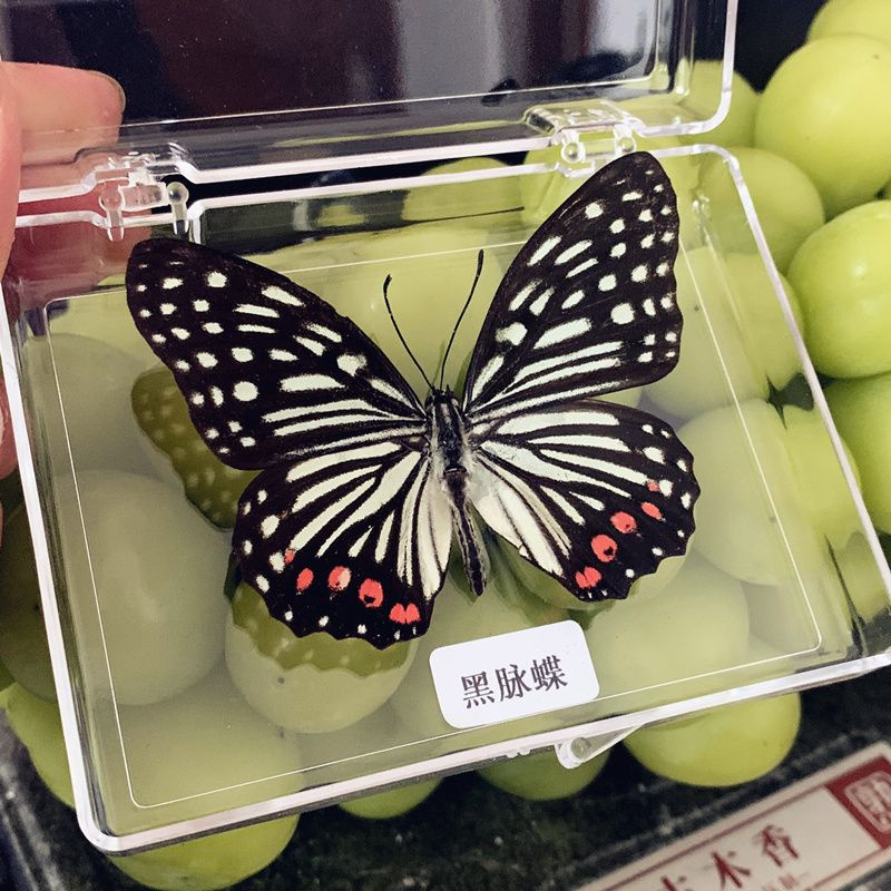 Настоящий образец бабочки в прозрачном боксе,01 - купить с доставкой по ...