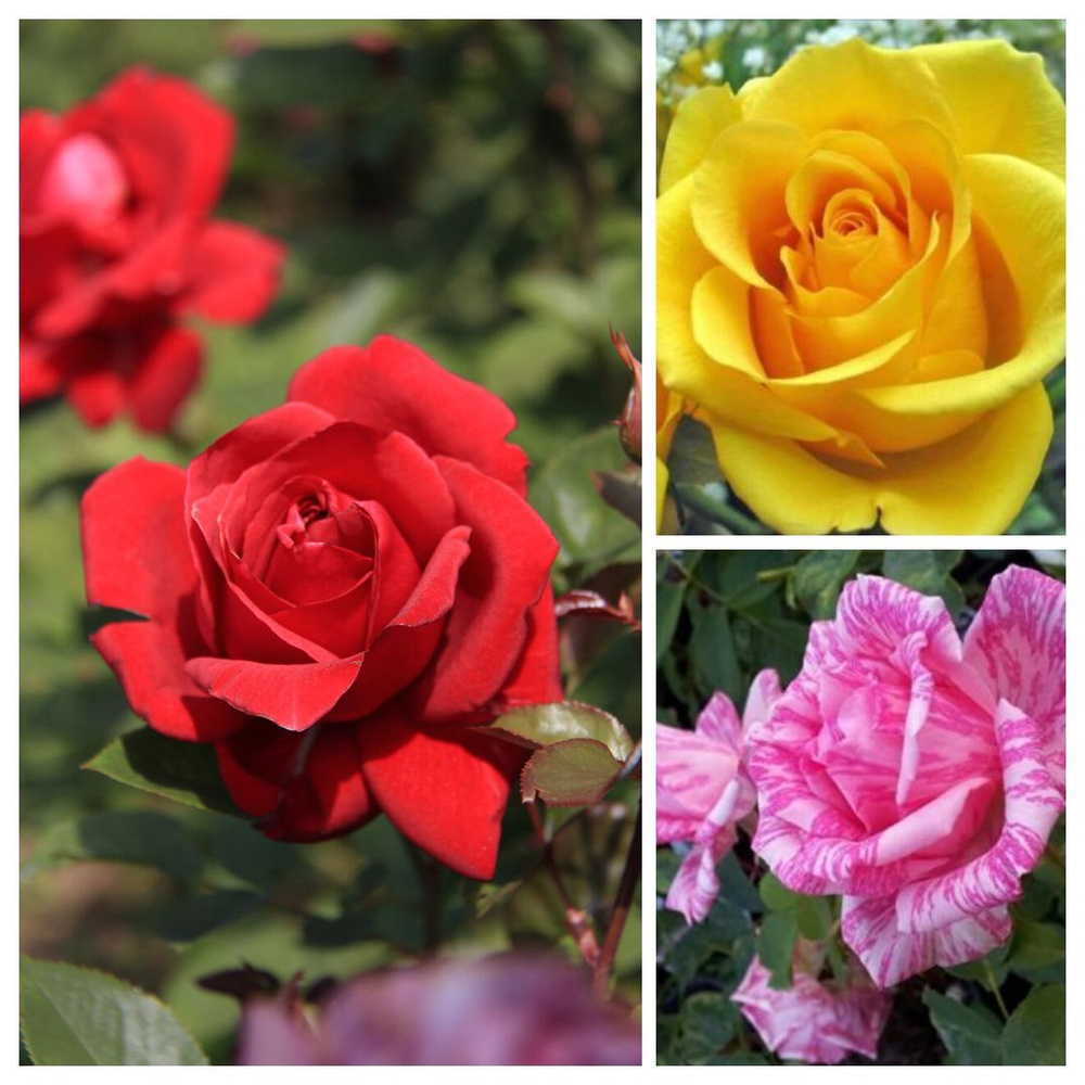 Комплект чайно-гибридных роз Азия 3 шт - купить с доставкой по выгодным ...