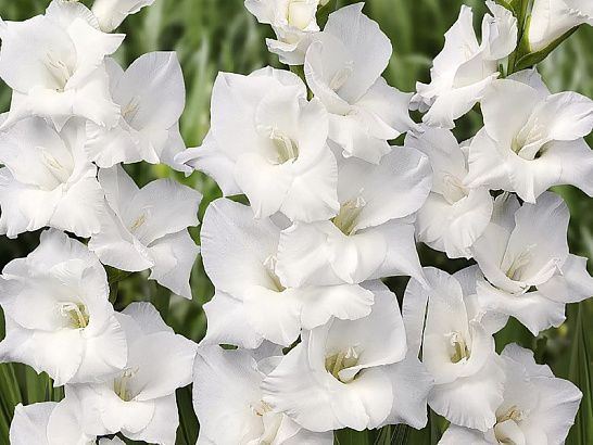 Белые цветы с красивыми каймами