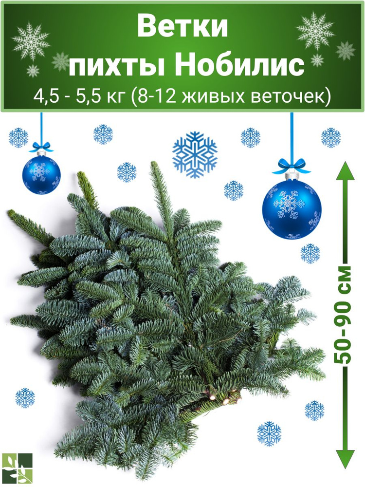 Ветки пихты Нобилиса с Дании. 8-12 веток. 5 кг. - купить с доставкой по ...