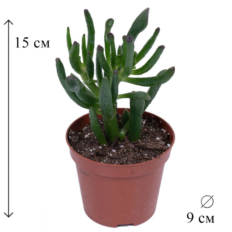 Крассула овата Хоббит D-9 см #1