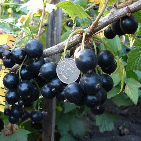 Смородина: купить саженцы в питомнике в Москве Интернет магазин Ромашкино Парк