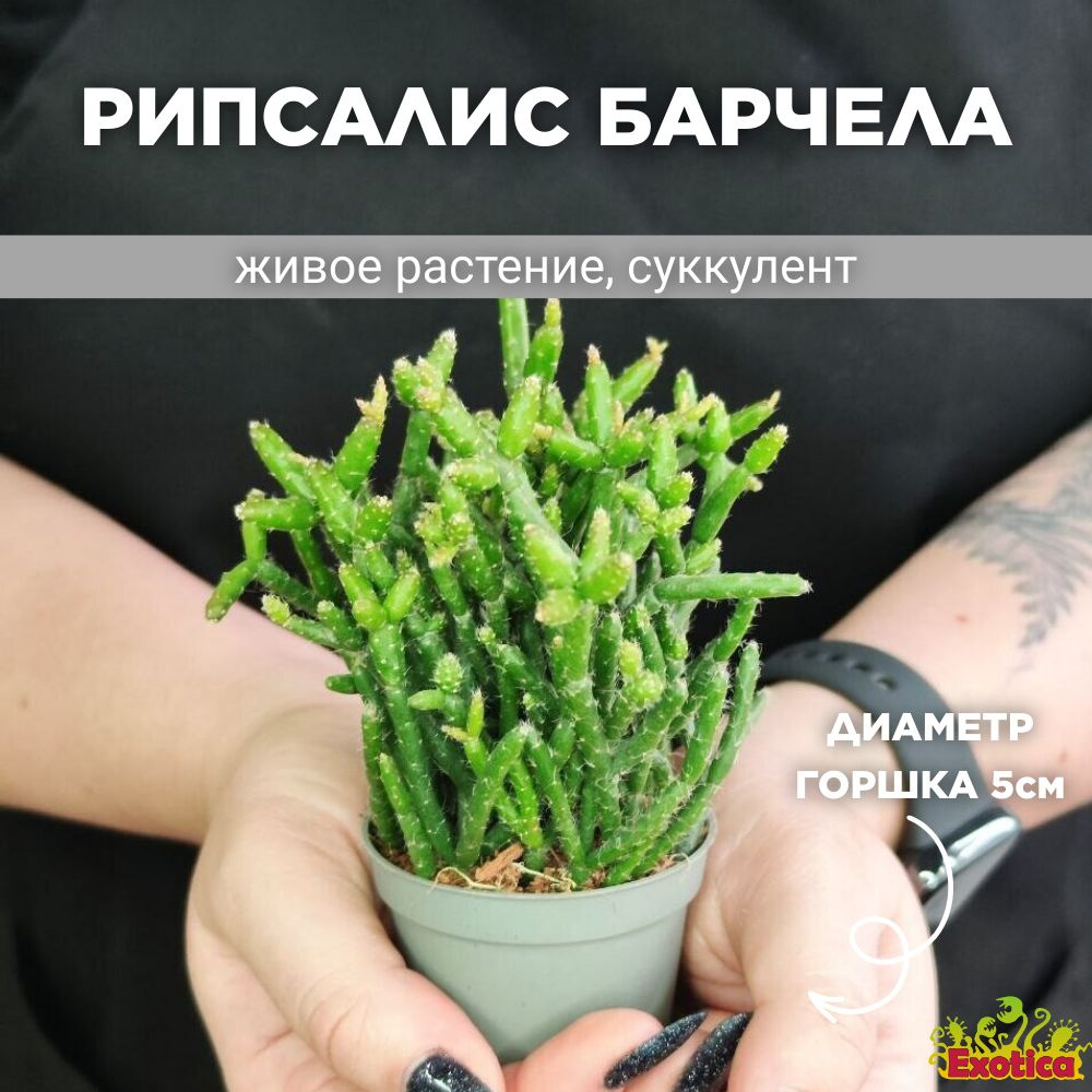 Рипсалис Барчела (Rhipsalis Burchellii) D5см #1