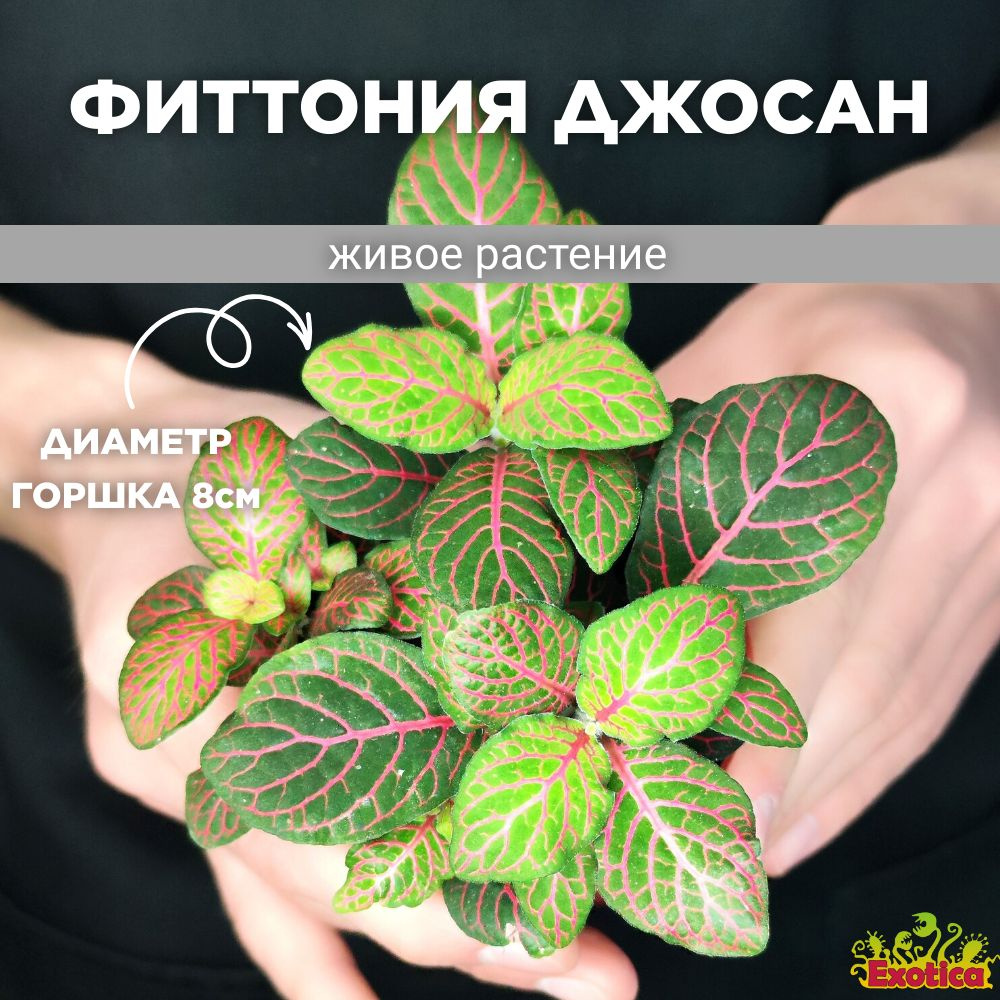 Фиттония Джоли Джосан (Fittonia Joly Josan) D8,5см #1