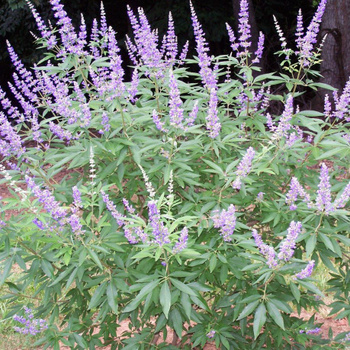 Препараты з Agnus Castus (прутняк обыкновенный) D1