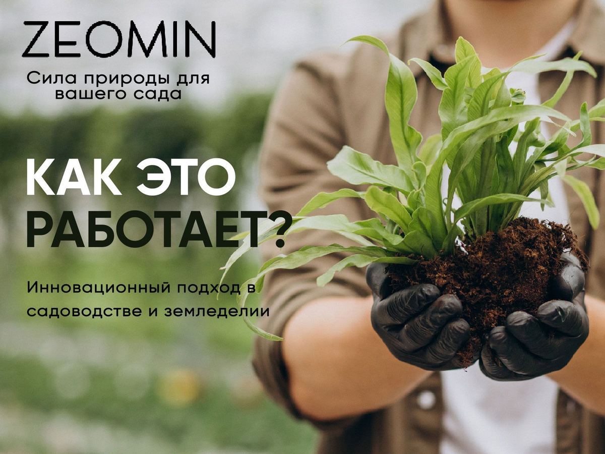 Ионообменная (питательная) добавка ZEOMIN обеспечивает интенсивный рост растений, развитие сильной корневой системы, а также улучшает структуру и плодородие почвы. ZEOMIN работает по принципу ионного обмена, отдает питательный элемент растению “по запросу”, поэтому он абсолютно безопасен, корневой ожог НЕ ВОЗМОЖЕН. В составе добавки модифицированный цеолит, а также комплекс из 17-ти аминокислот и витаминов. Основой для комплексной добавки ZEOMIN является природный модифицированный цеолит. В отличие от простого очищенного цеолита, цеолит модифицированный проходит три стадии активации: механическую, термическую и стадию насыщения аминокислотами, что в полной мере активирует (раскрывает) все составляющие материала. ZEOMIN - универсальная добавка, подходит для выращивания рассады, овощей, цветов, плодово-ягодных культур. Продуктивен до 3-х лет, однако на «бедных», выработанных почвах требуется более частое внесение. ZEOMIN – природный материал, экологичен, не содержит пестицидов и гормонов роста. Не растворим в воде.