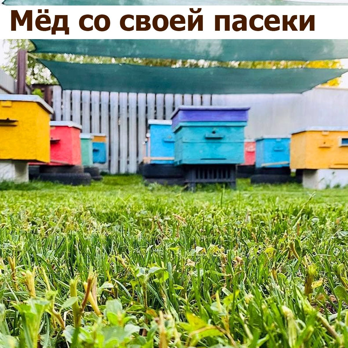 Мед натуральный подсолнечный 3 л, 4.35 кг - купить с доставкой по ...