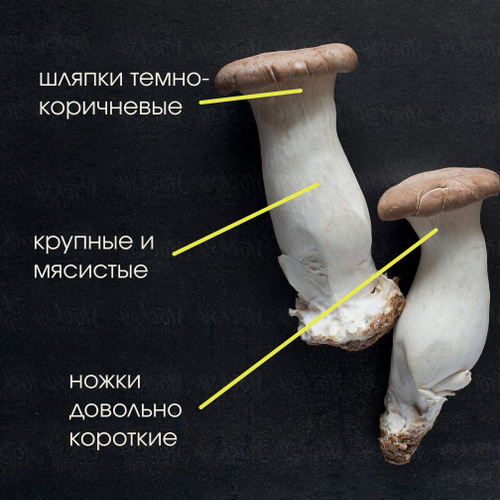 Пень и тень. Как вырастить вешенки из мицелия? — СМИlv