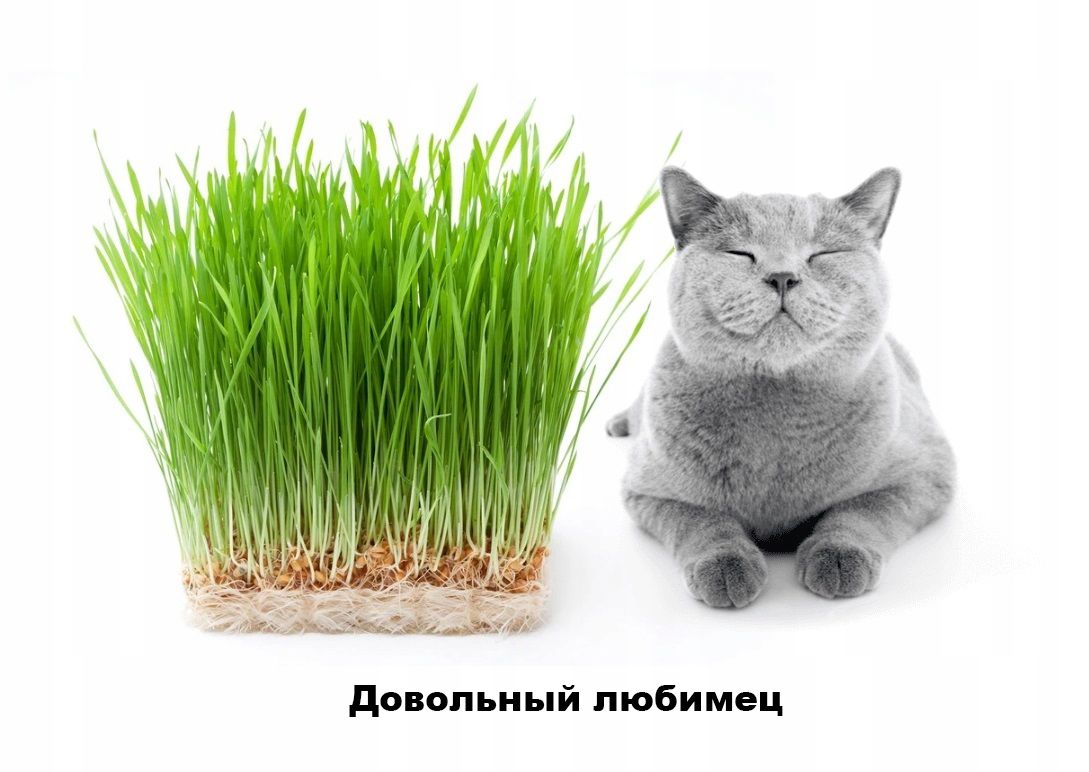 Кот на газоне. Можно ли котятам траву. Трава для кошек. Травка для кошек. Можно ли котятам траву.