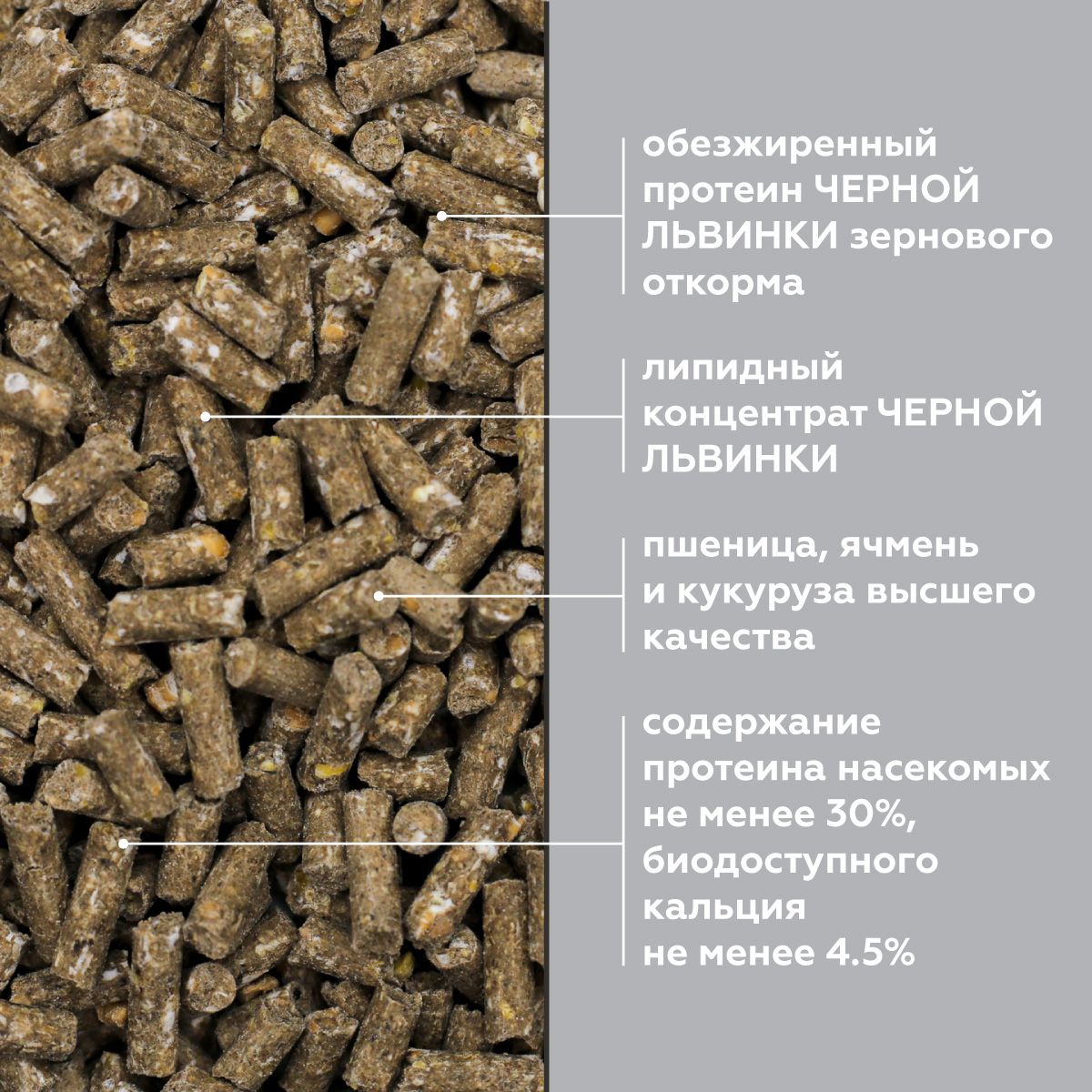 Где В Белоруссии Купить Жир Черной Львинки