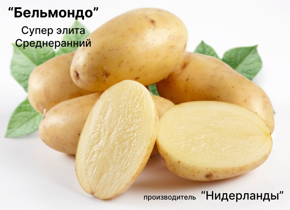 Клубни Картофель Калатея купить по выгодной цене в интернет-магазине ...