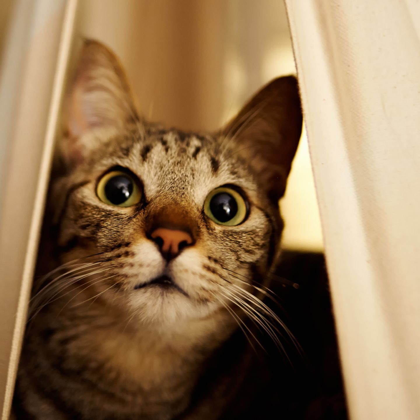 Cats youtube code. Красивыеккоты. Cats youtube code. Шапка для ютуба с котами. Cats youtube code.